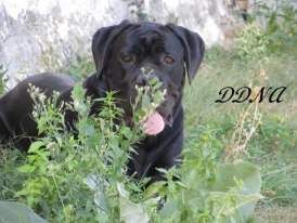 Gandalf Du Domaine De Nos Amours