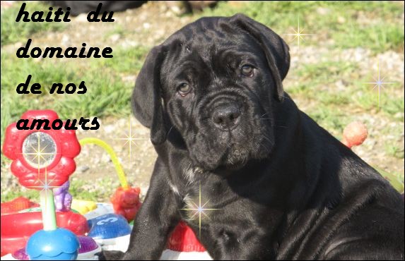 Haiti Du Domaine De Nos Amours