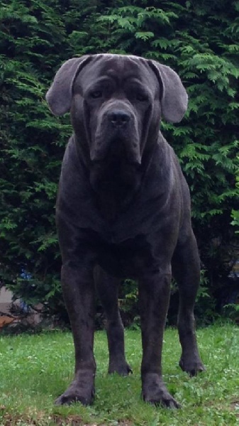 Indhy hope by hijo Du Domaine De Nos Amours