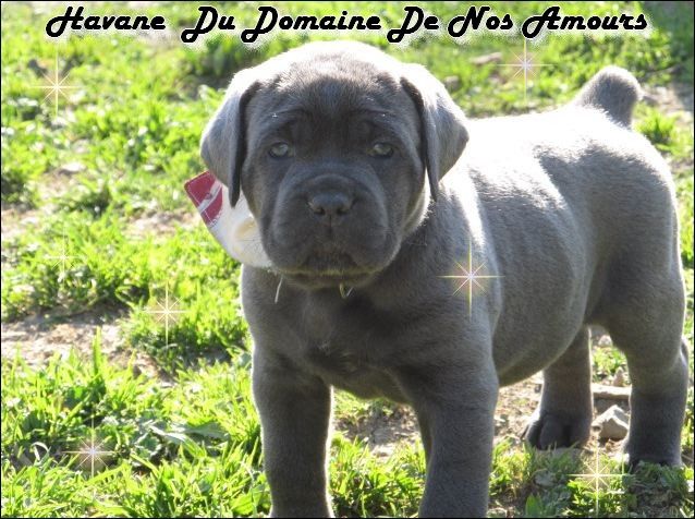 Chiots nés à l'élevage